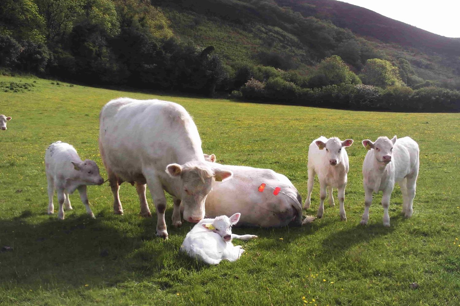 whitebred shorthorn group