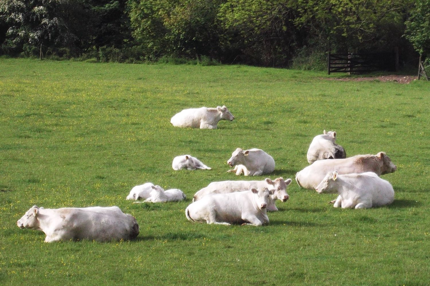 whitebred shorthorns group