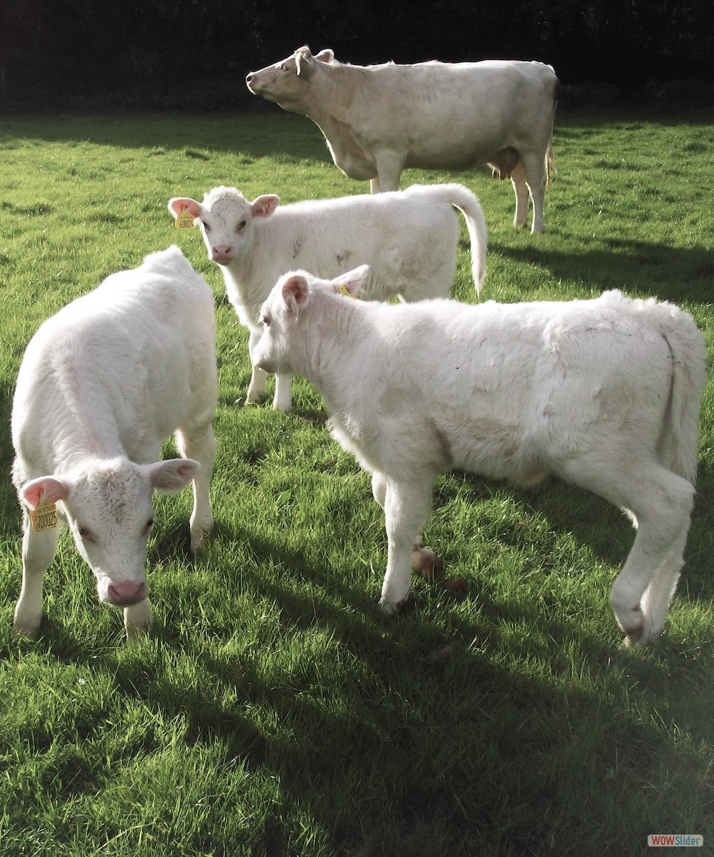 calves playing tag
