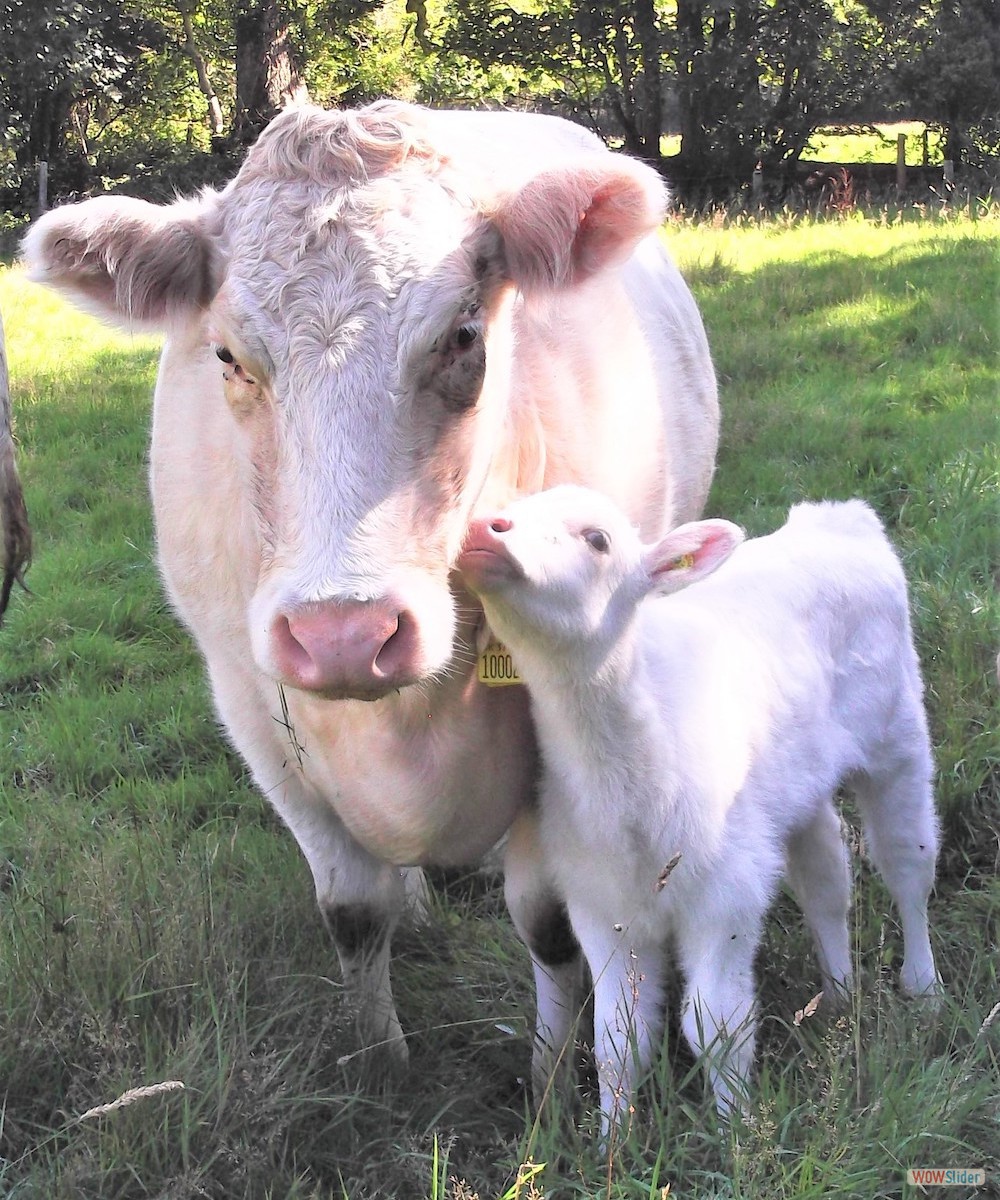primrose and daisy